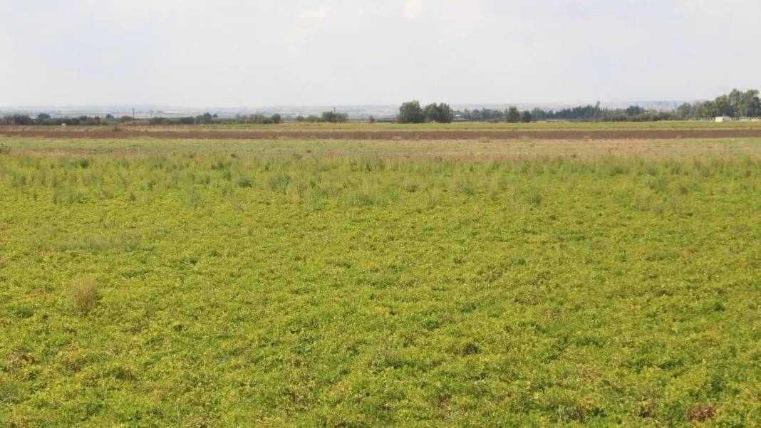 Adana’da Su Kıtlığına Karşı Basınçlı Sulama Hamlesi! Verim Zirve Yaptı 7